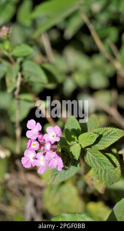 Fleurs de Lantana montevidensis également connu sous le nom de lantana pourpre, verveine sauvage, lantana traînante, lantana rampante, lantana pleureuse, Petite lantana, Banque D'Images