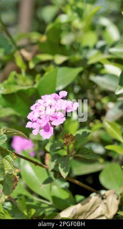 Fleurs de Lantana montevidensis également connu sous le nom de lantana pourpre, verveine sauvage, lantana traînante, lantana rampante, lantana pleureuse, Petite lantana, Banque D'Images