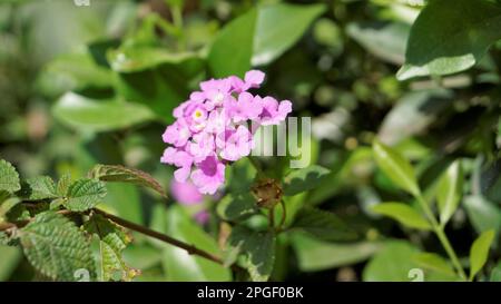 Fleurs de Lantana montevidensis également connu sous le nom de lantana pourpre, verveine sauvage, lantana traînante, lantana rampante, lantana pleureuse, Petite lantana, Banque D'Images