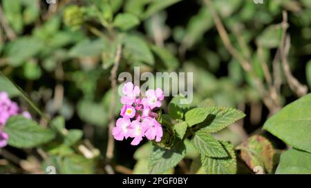 Fleurs de Lantana montevidensis également connu sous le nom de lantana pourpre, verveine sauvage, lantana traînante, lantana rampante, lantana pleureuse, Petite lantana, Banque D'Images