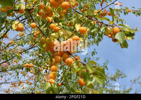 Sur les branches de l'arbre mûrissent les fruits de la cerise-prune (Prunus cerasifera). Banque D'Images