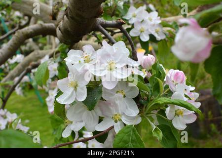 Au printemps, dans le jardin fleurit de pommiers Banque D'Images
