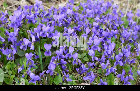 Au printemps, la violette de la forêt sauvage (Viola odorata) pousse Banque D'Images