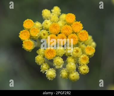 En été dans la nature, les fleurs immortelle (Helicrysum arenarium) Banque D'Images