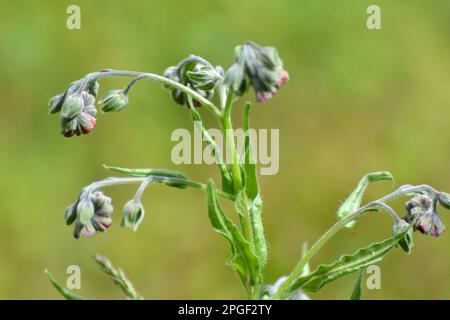 Dans la nature, Cynoglossum officinale fleurit parmi les graminées Banque D'Images