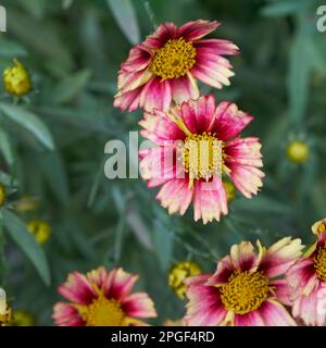 Close-up de diverses fleurs fleurit en plein air Banque D'Images