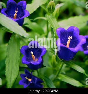 Fleur de ballon, Platycodon grandiflorum est une fleur décorative attrayante avec de beaux pétales bleus Banque D'Images