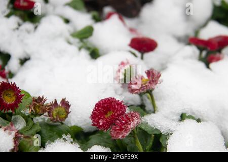 Les fleurs de chrysanthème rouge émergent à travers la neige blanche et fraîche dans un jardin. Banque D'Images