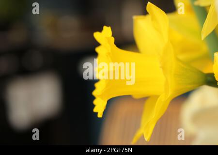 Profil latéral d'une fleur de jonquille jaune simple avec un arrière-plan flou intérieur et flou artistique sur le côté gauche Banque D'Images