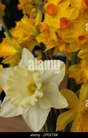 Gros plan du bouquet de différents types de fleurs de jonquilles en fleur Banque D'Images