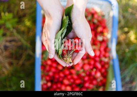 panier avec cerises mûres rouges dans le jardin Banque D'Images