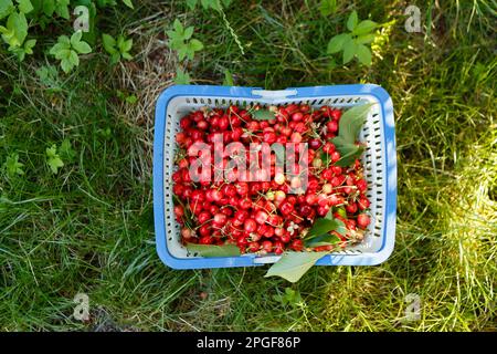 panier avec cerises mûres rouges dans le jardin Banque D'Images