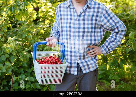 l'homme cueille des cerises mûres et rouges dans un arbre Banque D'Images