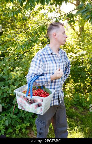 l'homme cueille des cerises mûres et rouges dans un arbre Banque D'Images