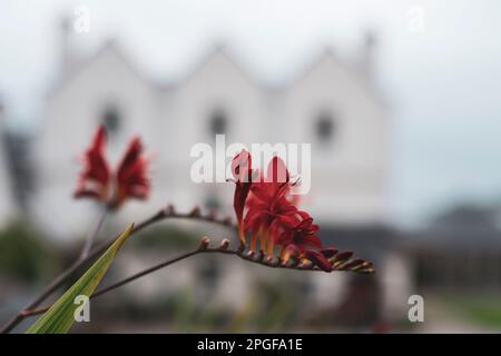 Belles fleurs rouges au premier plan d'un grand manoir écossais Banque D'Images