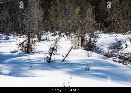 Sentier Sand point Marsh en hiver, Pictured Rocks National Lakeshore, Upper Peninsula, Michigan, États-Unis Banque D'Images