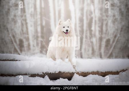 Samoyed femelle debout sur une souche d'arbre dans un paysage enneigé. Banque D'Images