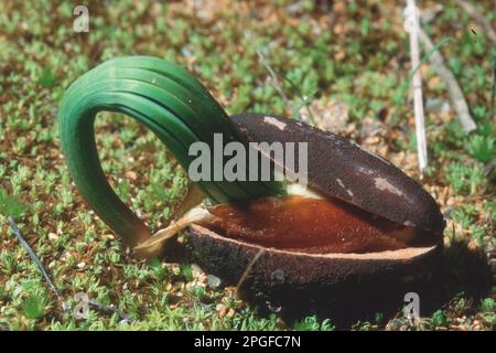 Germination des noix de pin, graines de pin en pierre (pinus pinea, en germination. Lac de Baratz, Sardaigne, Italie Banque D'Images