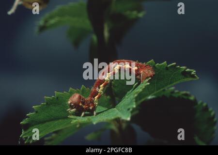 caterpillar géométride. Supramonte, Nuoro, sardegna, Italie Banque D'Images