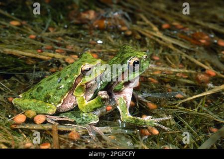 Grenouille des arbres Comon, grenouille des arbres (Hyla arborea), accouplement, Sardegna, Italia grenouille des arbres Sardaigne, Italie Banque D'Images