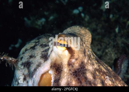 Devilfish (Octopus vulgaris). Polpo. Sardegna. Italie Banque D'Images