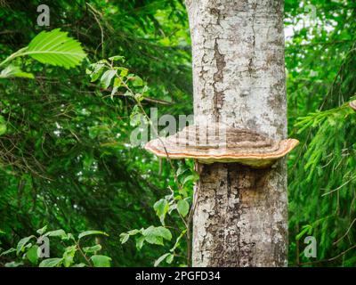 Gros plan d'un champignon plus pâle (Fomes fomentarius) sur le tronc d'un arbre à feuilles caduques dans une forêt mixte verte d'été. Banque D'Images