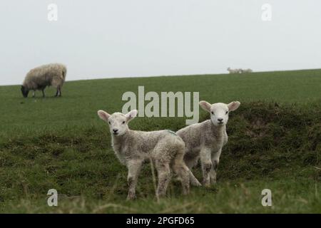 image d'une famille de moutons avec agneaux Banque D'Images