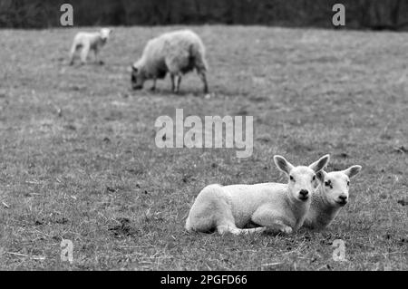 image d'une famille de moutons avec agneaux Banque D'Images