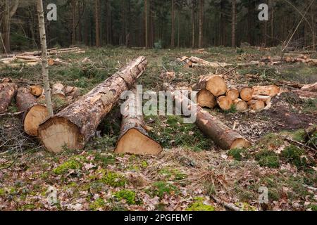 Gestion forestière : une plaine d'abattage dans une forêt, des tas de troncs d'arbres partout Banque D'Images