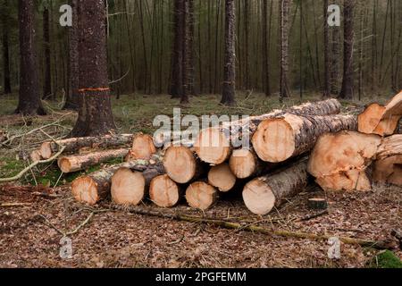 Gestion forestière : une plaine d'abattage dans une forêt, des tas de troncs d'arbres partout Banque D'Images