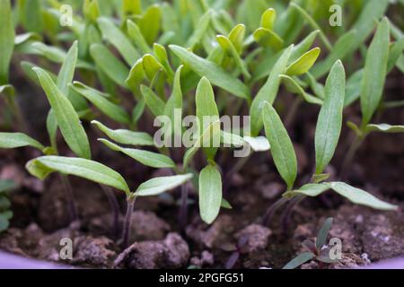 Jeunes plants de poivrons , Capsicum annuum Banque D'Images