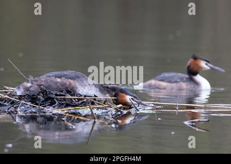 La nidification des grands grebes à crête Banque D'Images