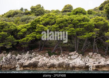 Dubrovnik, Croatie. 29th août 2022. Pins en pierre (Pinus pinea) vus sur le rivage rocheux de Dubrovnik. (Photo par Karol Serewis/SOPA Images/Sipa USA) crédit: SIPA USA/Alay Live News Banque D'Images