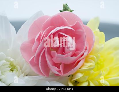 Les têtes florissantes d'un buttercup persan également connu sous le nom de buttercup asiatique de Crowfoot, un membre de la famille botanique de Ranunculus entouré de Wh Banque D'Images