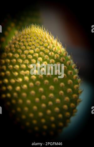 Le cactus ou le pois-pois de Bunny Ears est une espèce de plantes à fleurs de la famille des cactus Cactaceae. Banque D'Images