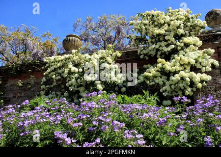 Géranium violet fleuri, arbuste blanc contre le mur de pierre de brique rouge dans un jardin de chalet anglais. Banque D'Images