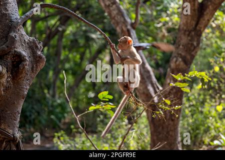 Kanheri Park Baby Monkeys, Mumbai, Inde Banque D'Images