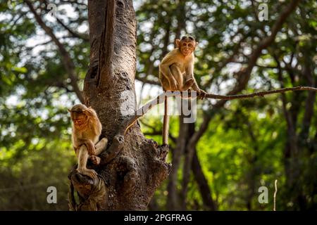 Kanheri Park Baby Monkeys, Mumbai, Inde Banque D'Images