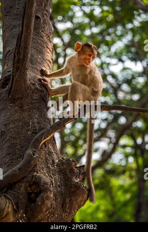 Kanheri Park Baby Monkeys, Mumbai, Inde Banque D'Images