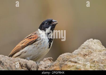 Common Reed Bunting s'assit sur une souche d'arbre dans une réserve naturelle au Royaume-Uni Banque D'Images