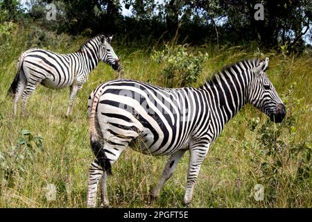 Zebra dans son habitat naturel à Imire Rhino et Wildlife Conservancy, Zimbabwe, Afrique Banque D'Images