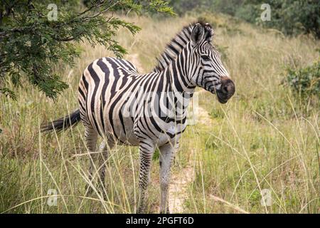 Zebra dans son habitat naturel à Imire Rhino et Wildlife Conservancy, Zimbabwe, Afrique Banque D'Images
