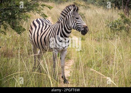 Zebra dans son habitat naturel à Imire Rhino et Wildlife Conservancy, Zimbabwe, Afrique Banque D'Images