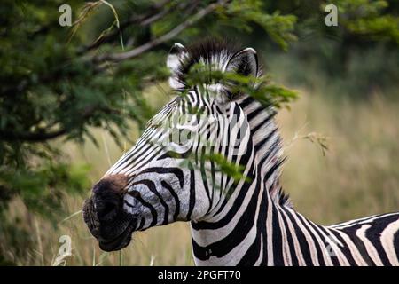 Zebra dans son habitat naturel à Imire Rhino et Wildlife Conservancy, Zimbabwe, Afrique Banque D'Images