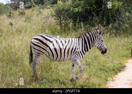 Zebra dans son habitat naturel à Imire Rhino et Wildlife Conservancy, Zimbabwe, Afrique Banque D'Images