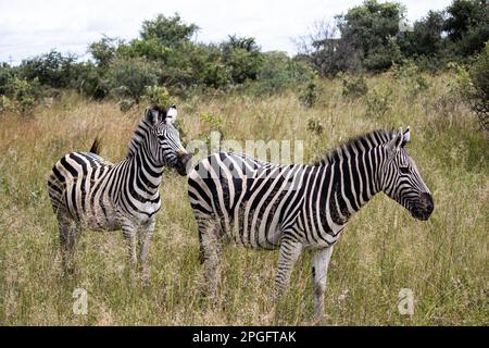Zebra dans son habitat naturel à Imire Rhino et Wildlife Conservancy, Zimbabwe, Afrique Banque D'Images