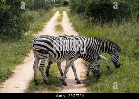 Zebra dans son habitat naturel à Imire Rhino et Wildlife Conservancy, Zimbabwe, Afrique Banque D'Images