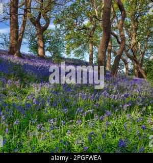 Vue sur les cloches dans les bois près de Wylam, Northumberland, Angleterre, Royaume-Uni Banque D'Images
