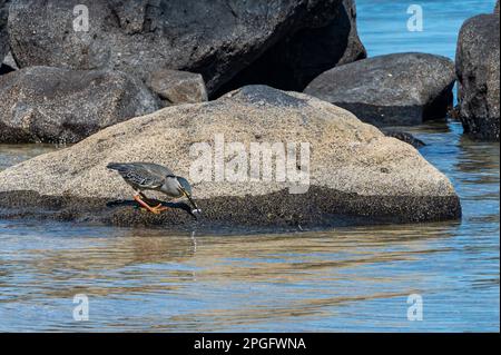 Heron strié, butorides striata, avec un poisson fraîchement pêché, Tombeau Bay, Maurice Banque D'Images