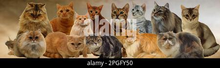Une illustration représentant une myriade de chats mignons et beaux. Banque D'Images